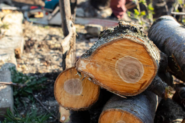 Best Firewood Processing and Delivery  in Gridley, IL